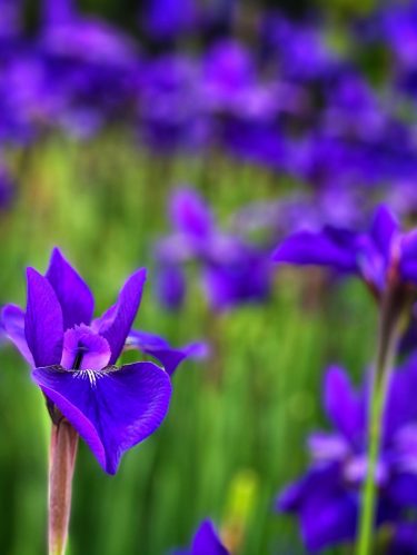 purple-field-of-lilies-natural-background-2022-11-11-10-45-36-utc purple-field-of-lilies-natural-background-2022-11-11-10-45-36-utc